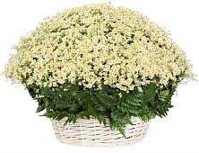 Цветочная композиция из Ромашки в корзине #REPLACE_PRED# Губкине